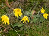 Hieracium alpinum