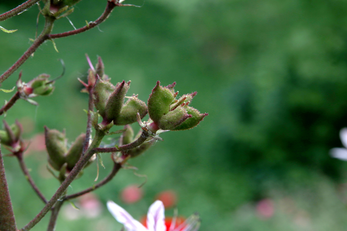 Изображение особи Dictamnus gymnostylis.