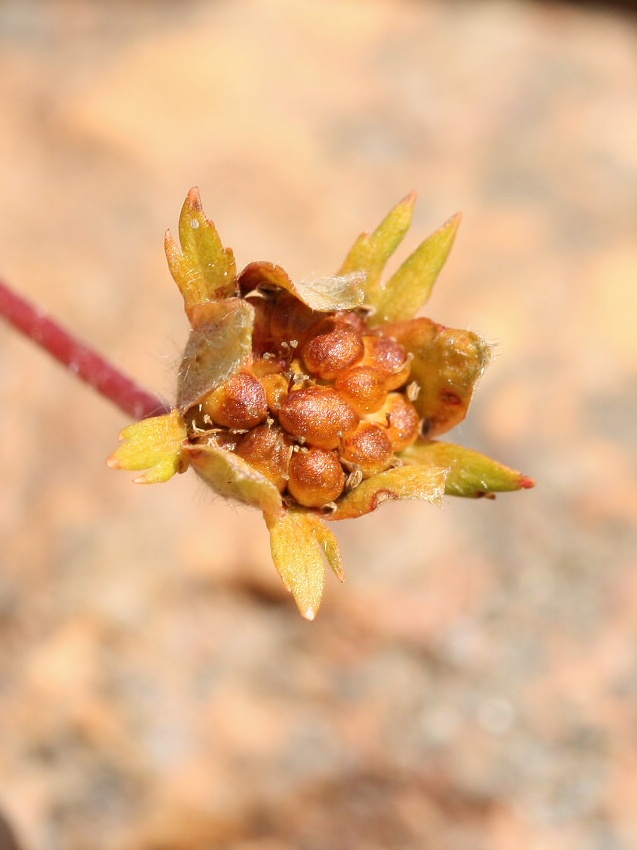 Image of Potentilla anserina specimen.