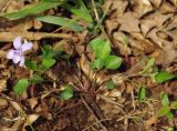 Viola caspia. Цветущее растение. Азербайджан, Хачмазский р-н, Самурский лес. 08.04.2010.