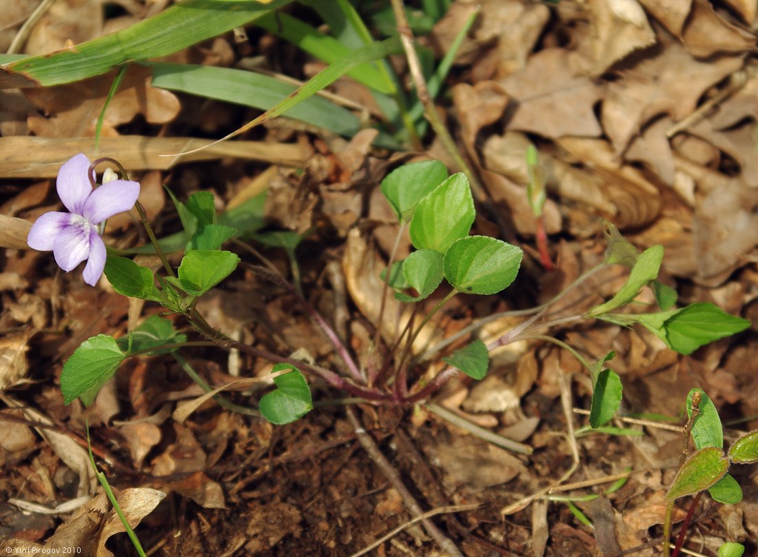 Image of Viola caspia specimen.