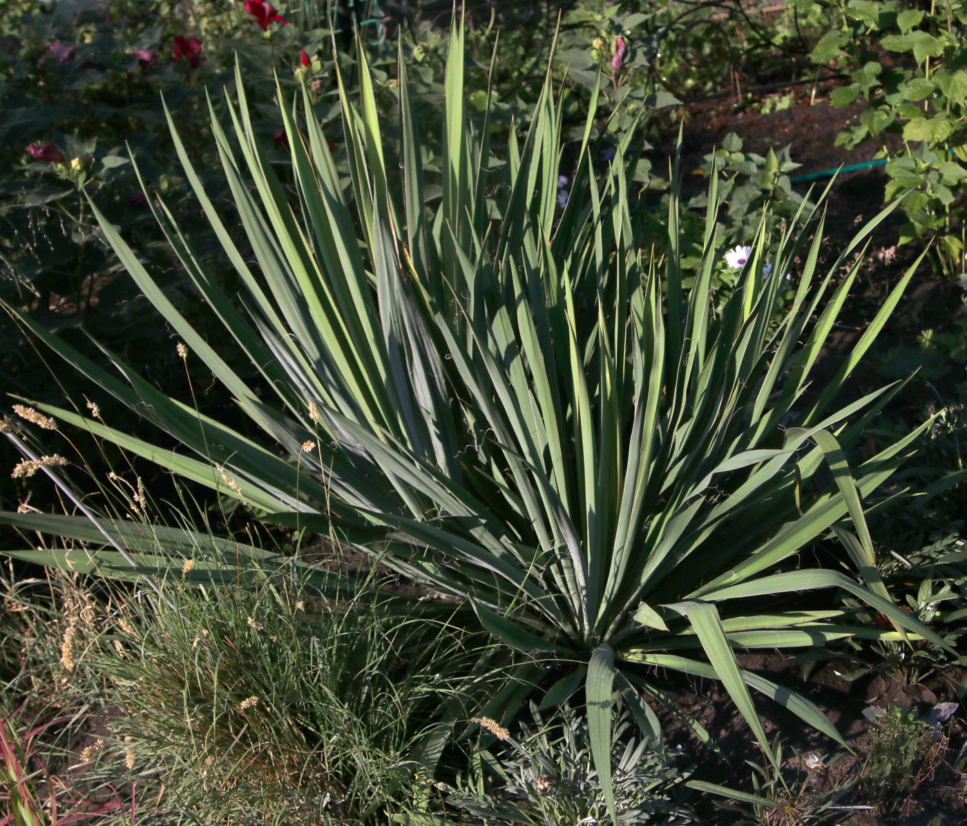Image of Yucca filamentosa specimen.