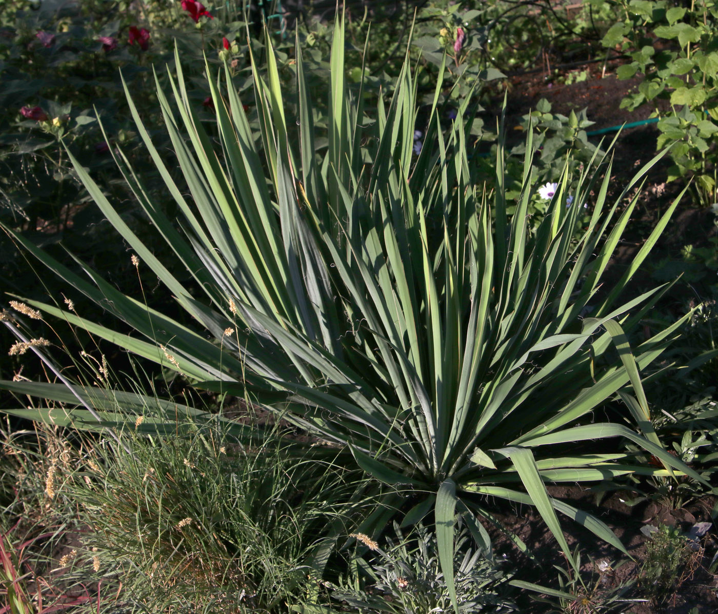 Изображение особи Yucca filamentosa.