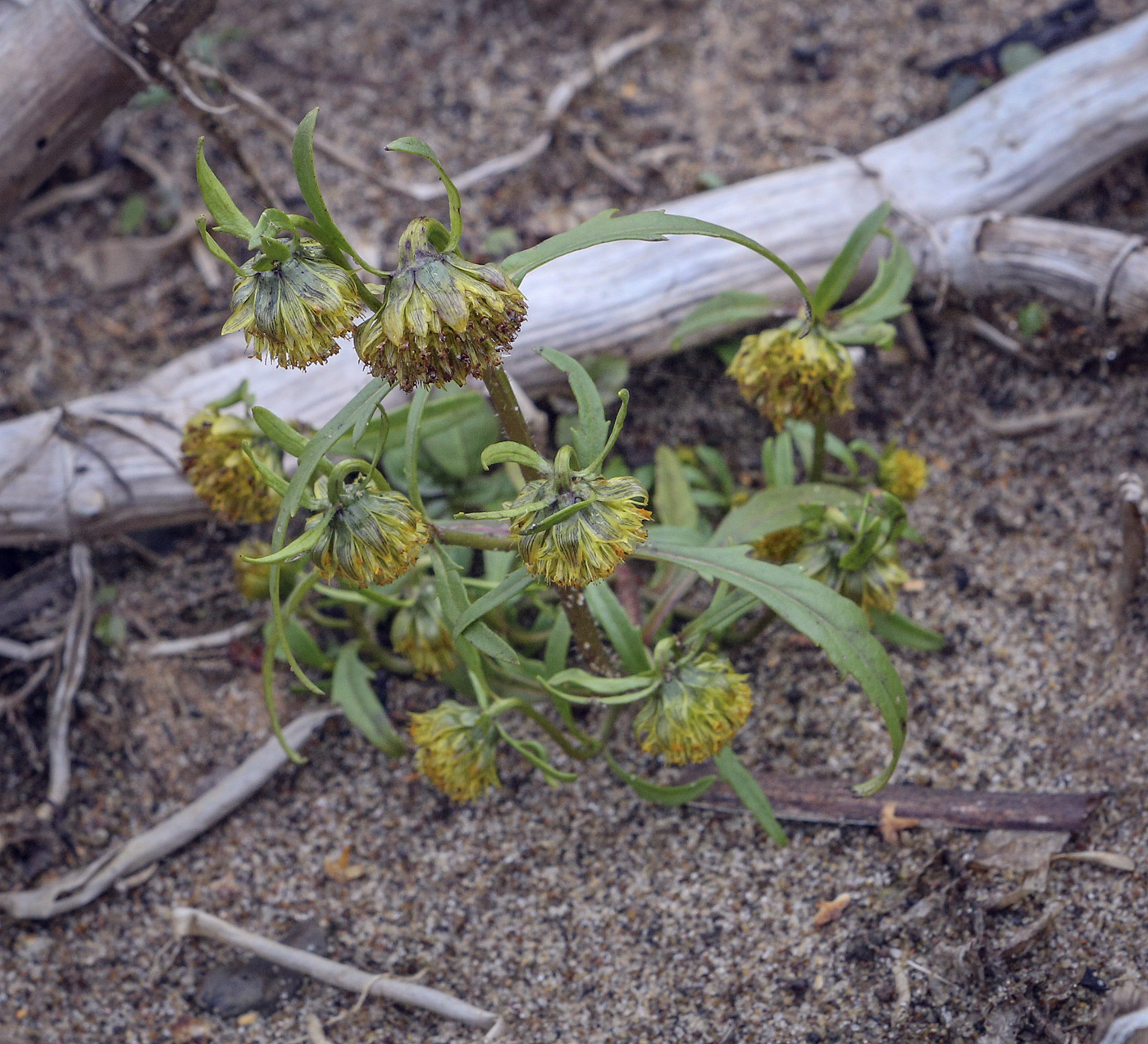 Image of Bidens cernua specimen.