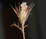 Image of taxon representative. Author is Татьяна Мальчинская