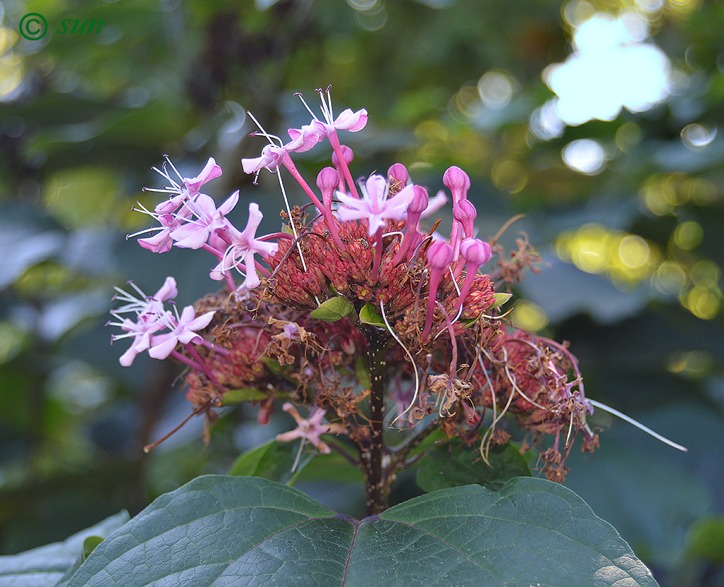 Image of Clerodendrum bungei specimen.