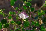Capparis zoharyi. Часть ветви с цветком. Израиль, лес Бен-Шемен. 06.06.2020.