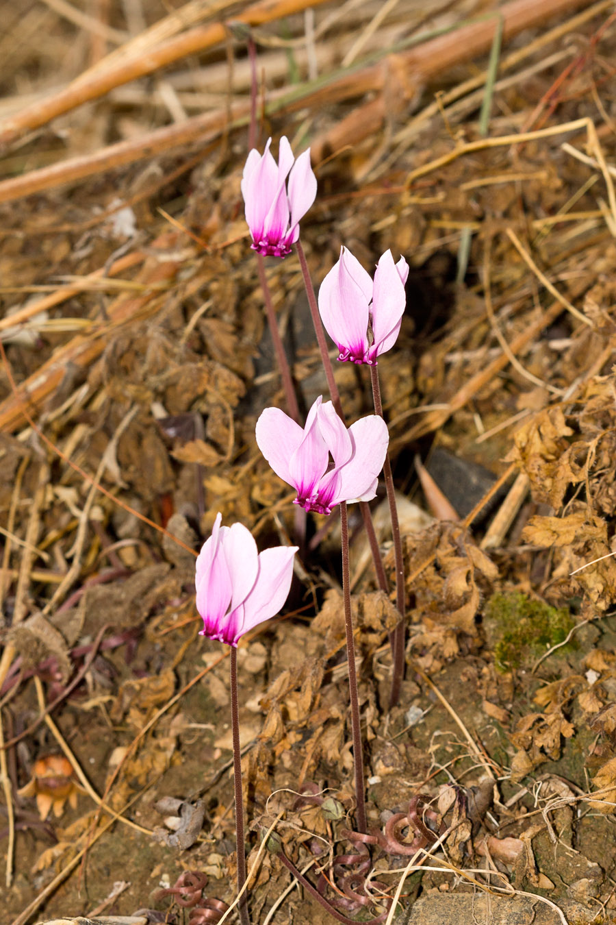 Image of Cyclamen graecum specimen.