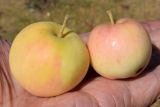Malus domestica