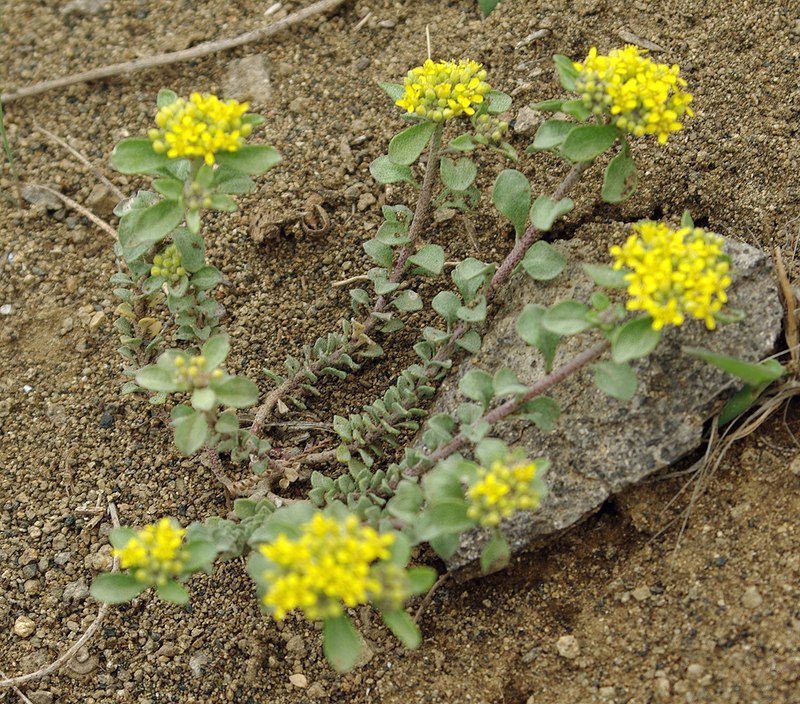 Изображение особи род Alyssum.