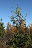 Picea obovata. Верхушка особи подроста после гибели главной оси (видны боковые ветви, перешедшие к росту в вертикальном направлении). Мурманская обл., Кольский р-н, 17-й км Серебрянской дороги, окр. оз. Лапоть, кустарничковое берёзовое мелколесье с елью. 20.09.2021.