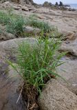 семейство Poaceae. Вегетирующее растение. Приморье, Партизанский р-н, мыс Лапласа, песчаный пляж, каменистый берег ручья. 08.08.2021.