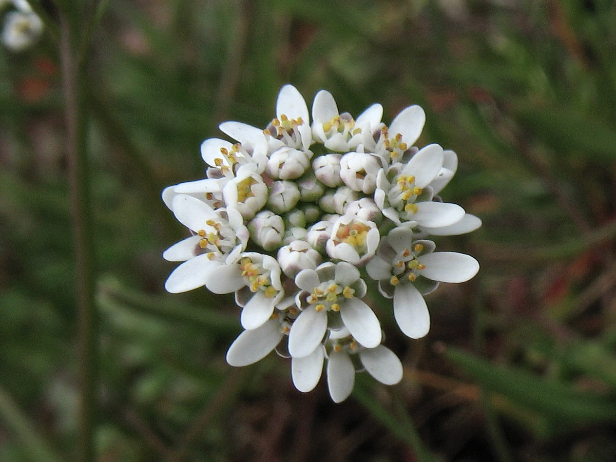 Image of Teesdalia nudicaulis specimen.