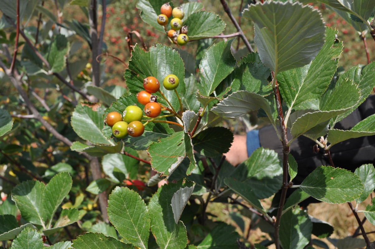 Image of Sorbus graeca specimen.