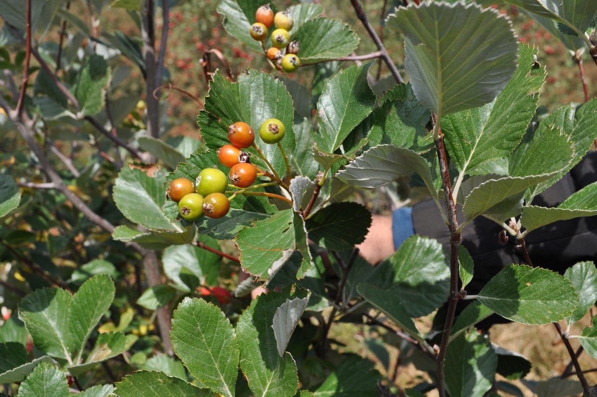 Изображение особи Sorbus graeca.