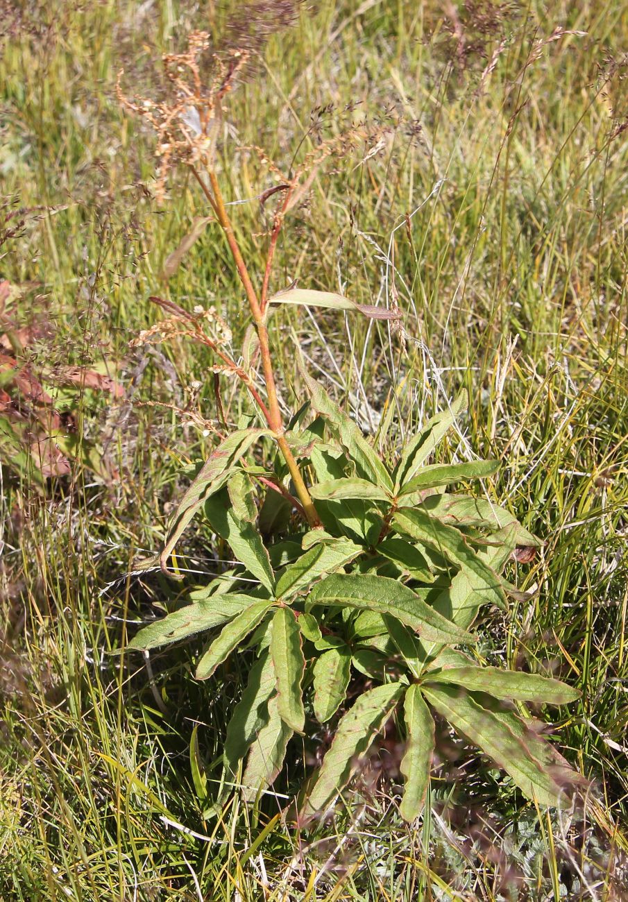 Изображение особи Aconogonon alpinum.