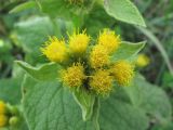 Inula thapsoides. Соцветия. Северная Осетия, Кировский р-н, окр. с. Карджин, степь. 09.08.2021.