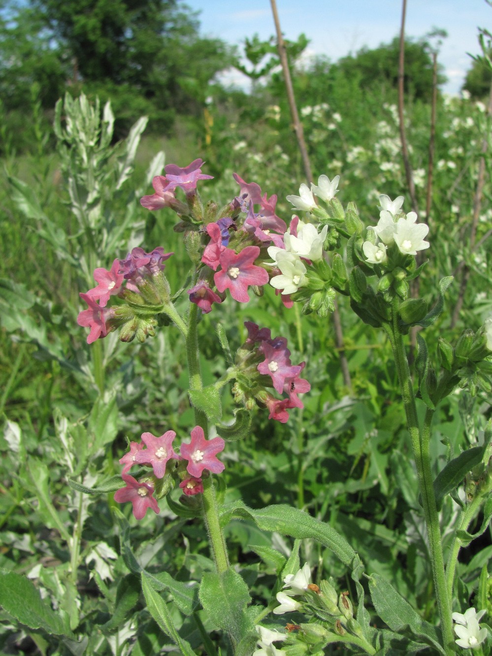 Image of Anchusa ochroleuca specimen.