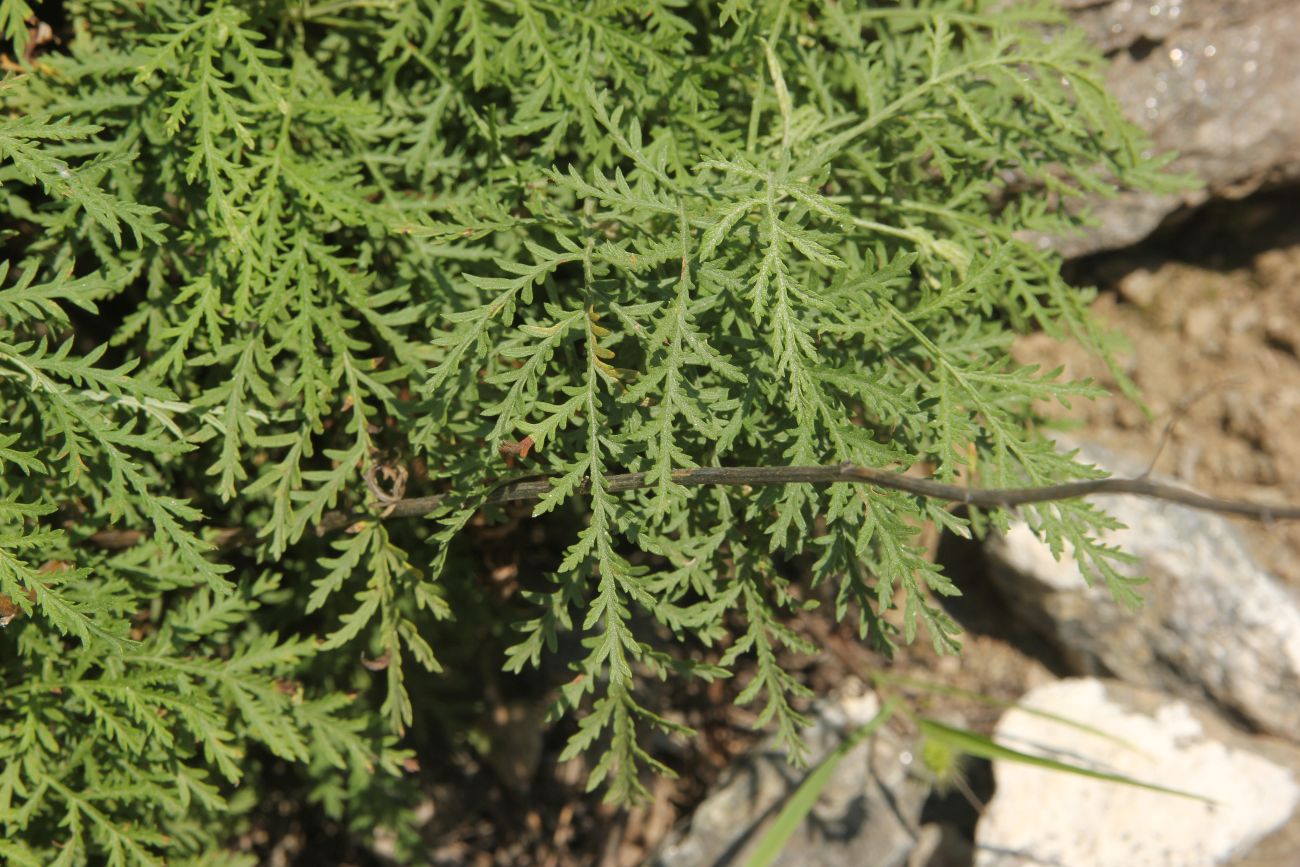 Изображение особи Artemisia stechmanniana.