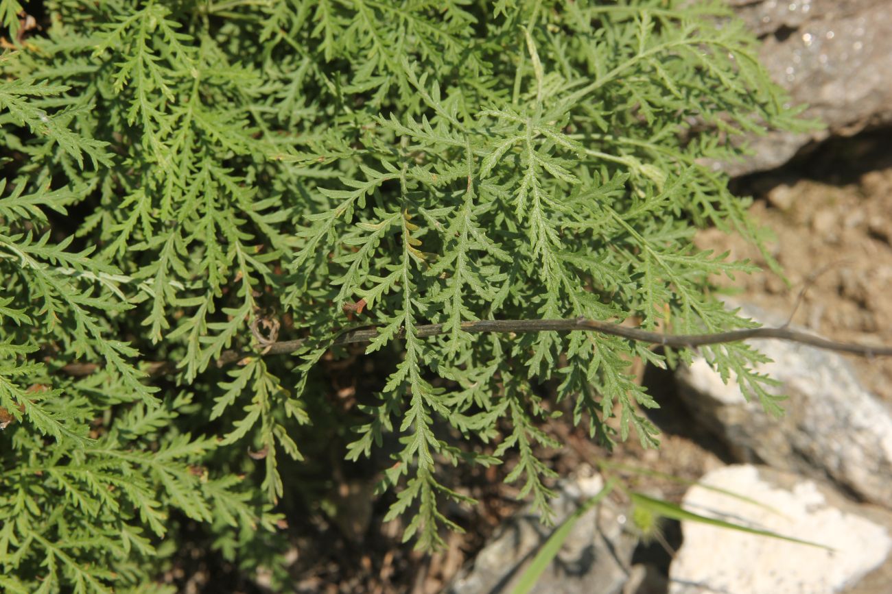 Image of Artemisia stechmanniana specimen.