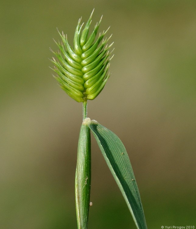 Image of Eremopyrum triticeum specimen.