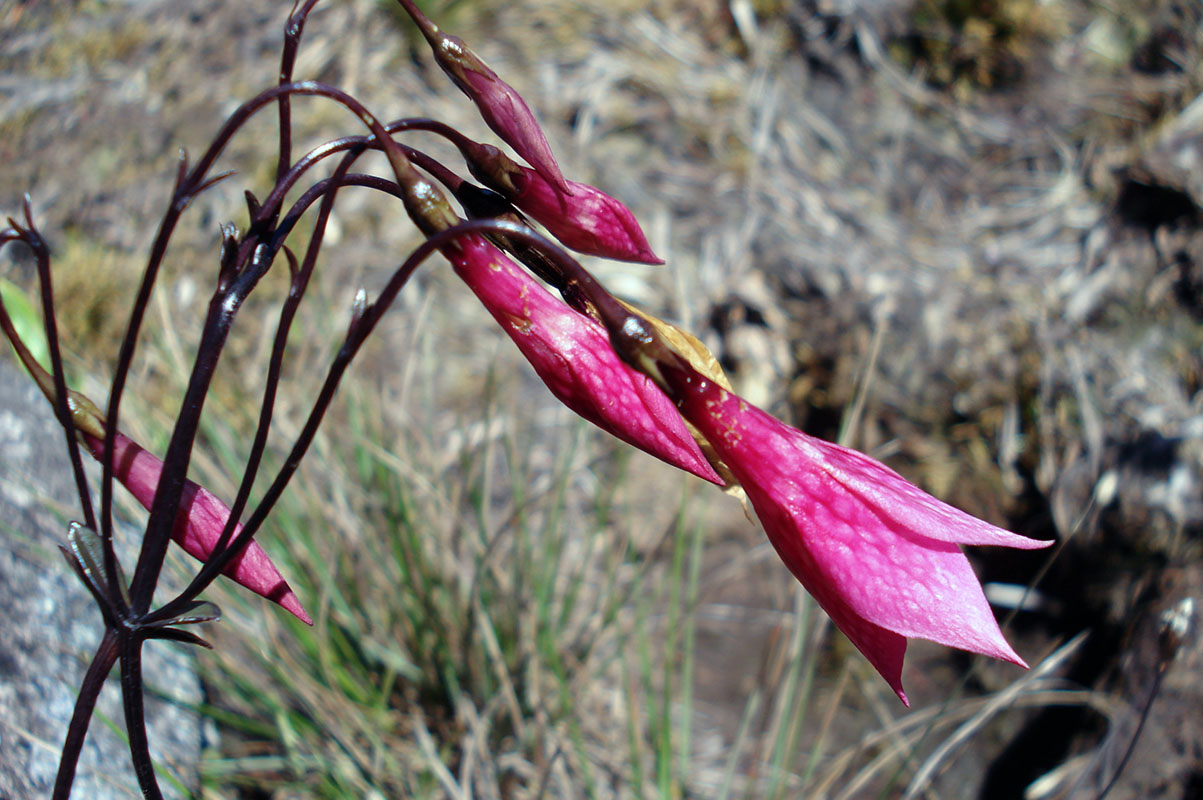 Image of Celiantha imthurniana specimen.