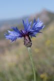 Centaurea cyanus