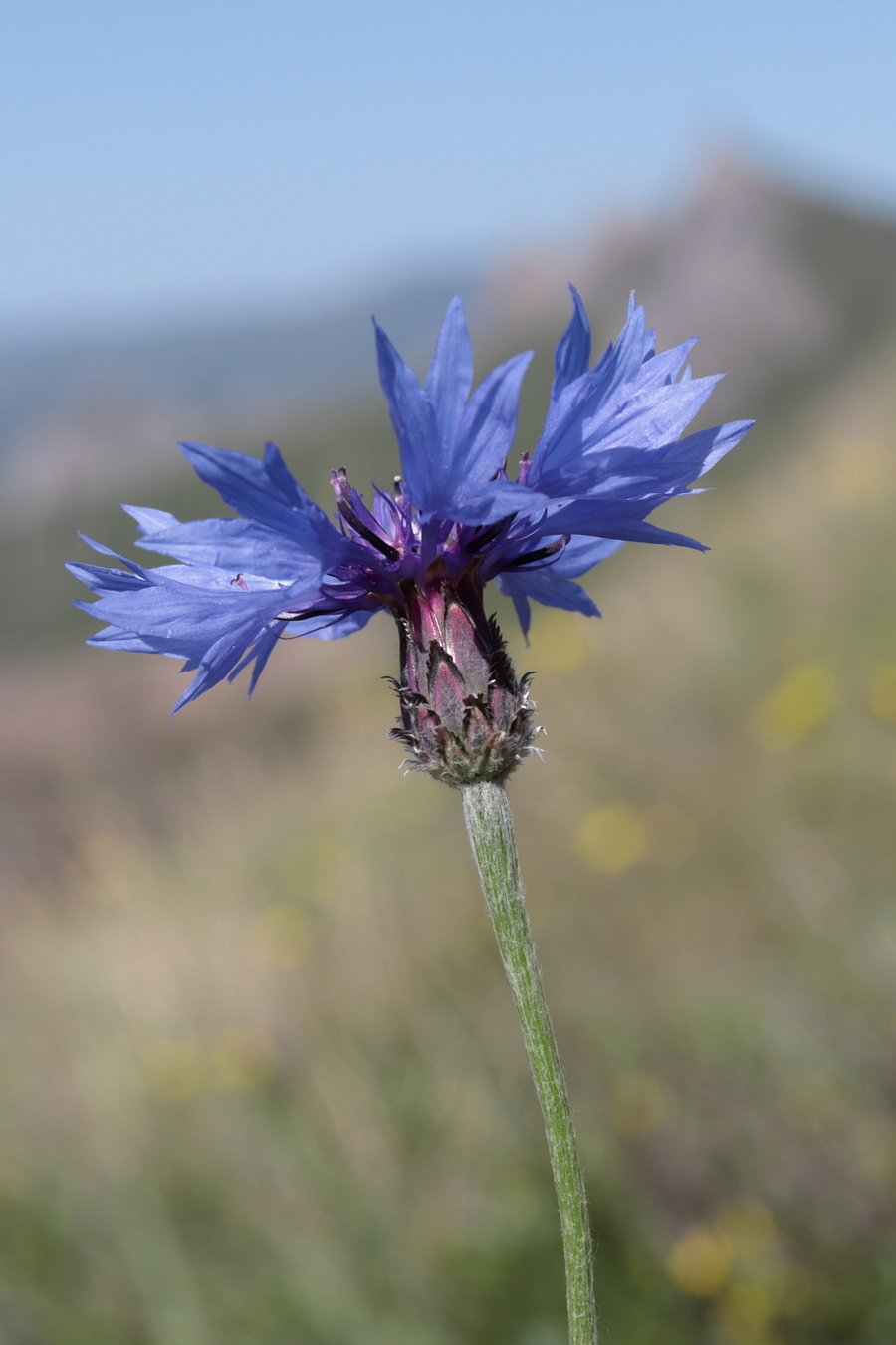 Изображение особи Centaurea cyanus.