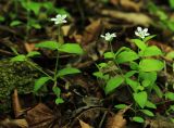 Pseudostellaria davidii