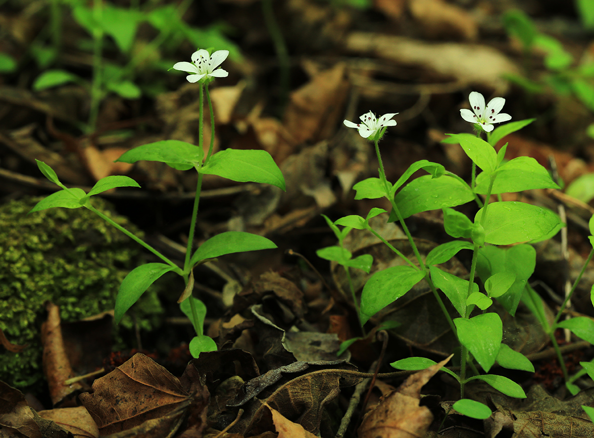 Изображение особи Pseudostellaria davidii.