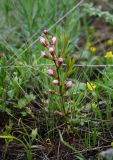 Amygdalus nana. Бутонизирующее растение в сообществе с Ranunculus polyrhizos и Gagea. Башкортостан, Зилаирский р-н, Верхнегалеевский сельсовет, окр. дер. Верхнегалеево, долина р. Сакмара, склон каменистого холма. 30 апреля 2022 г.