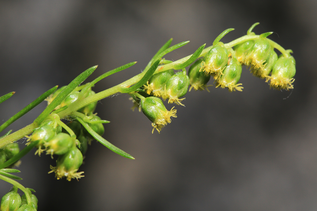 Изображение особи Artemisia commutata.