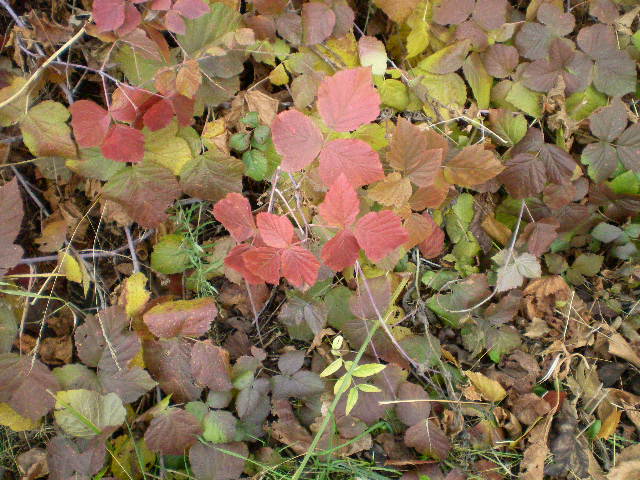 Изображение особи Rubus caesius.