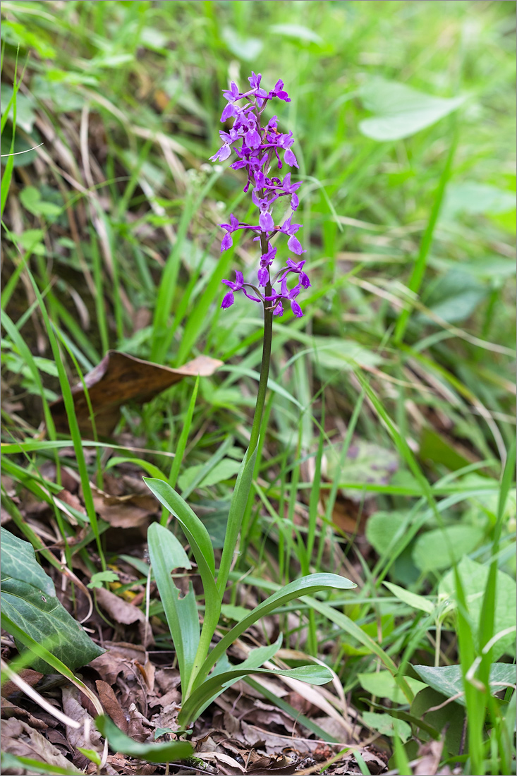 Изображение особи Orchis mascula.