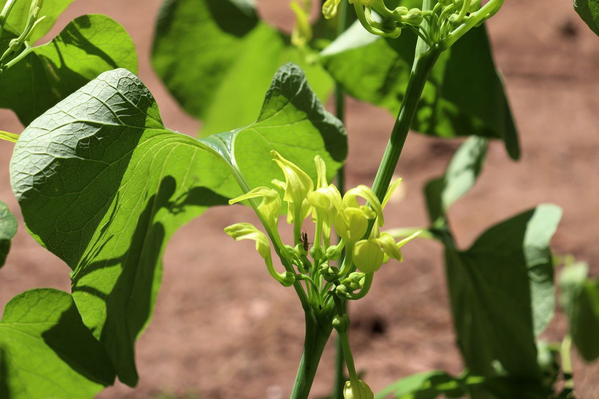 Изображение особи Aristolochia clematitis.