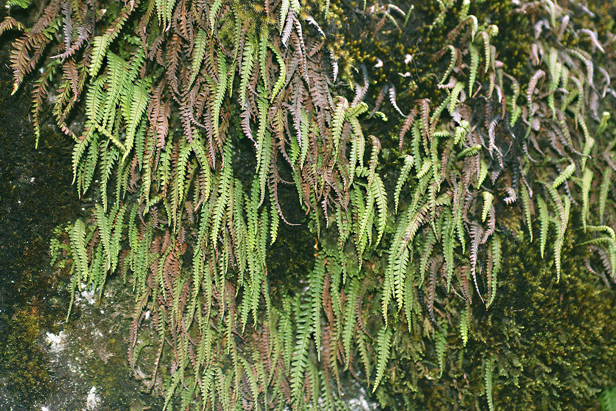 Image of class Polypodiopsida specimen.