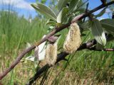 Salix lapponum