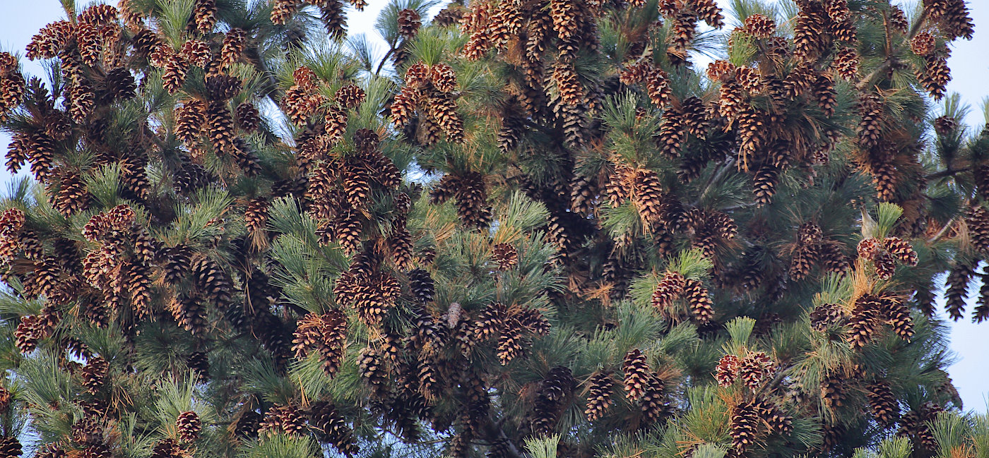 Image of Pinus peuce specimen.