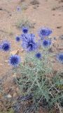 Echinops ritro