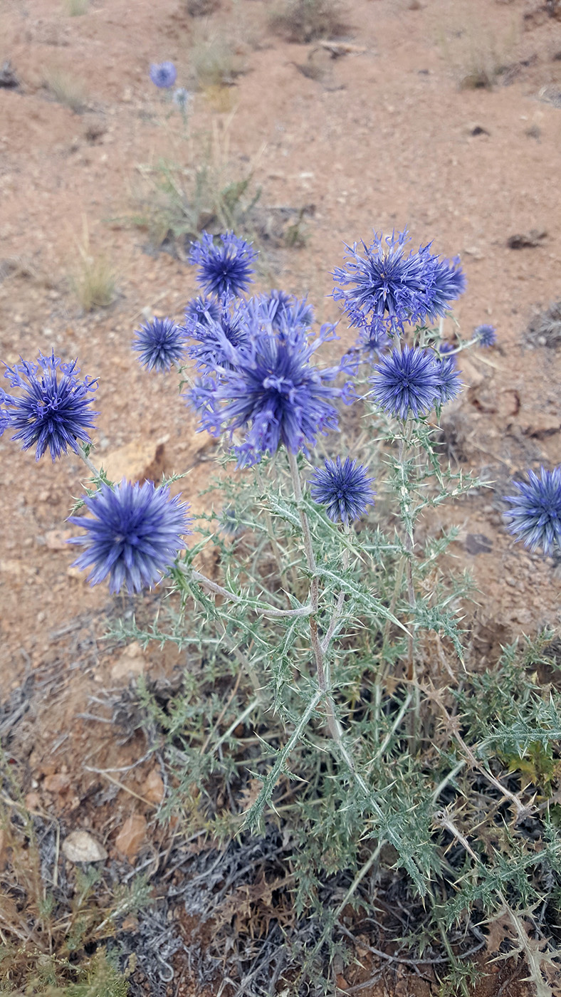 Image of Echinops przewalskyi specimen.