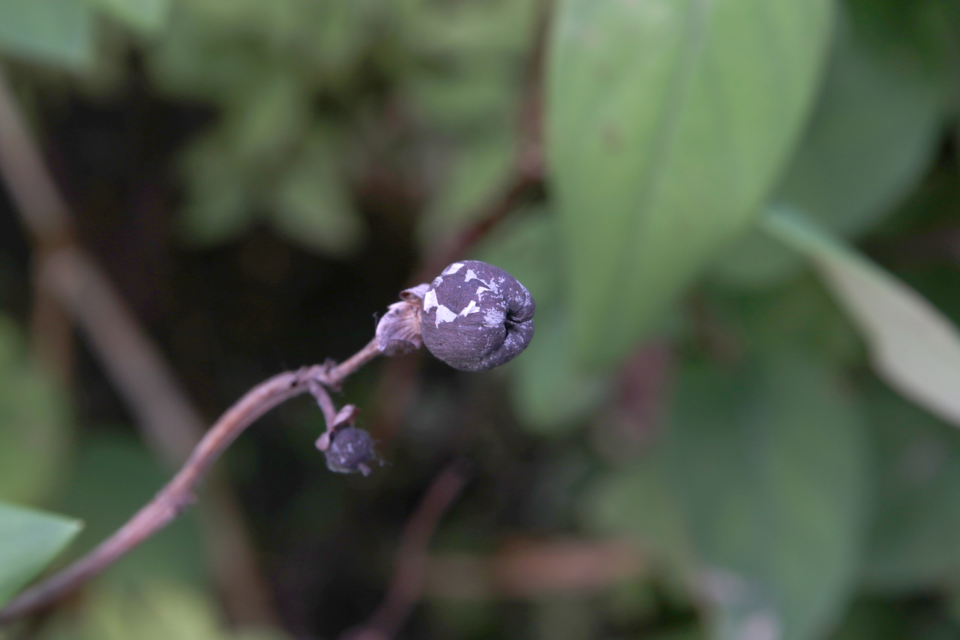 Image of Hypericum androsaemum specimen.