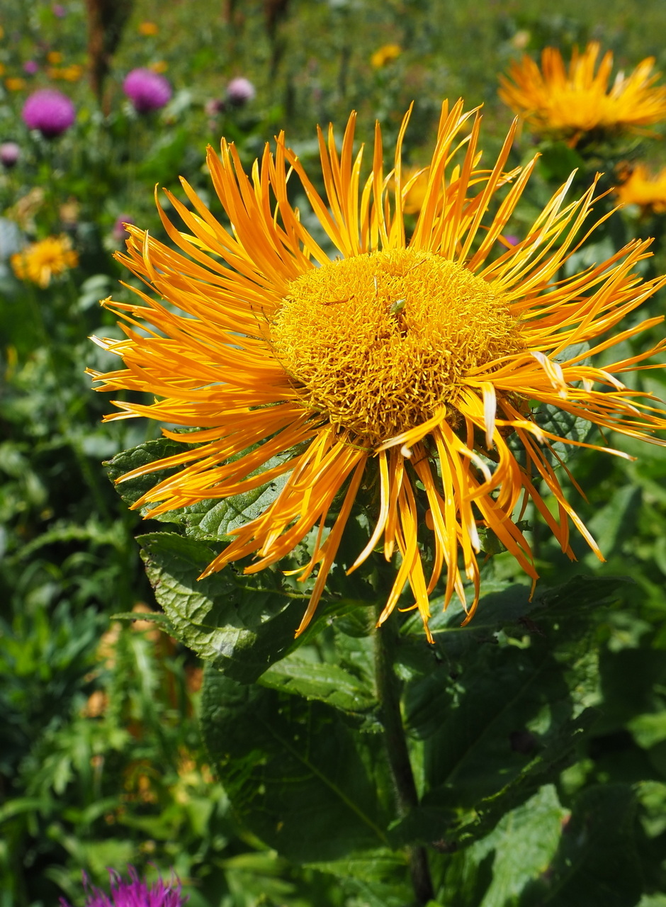 Image of Inula orientalis specimen.