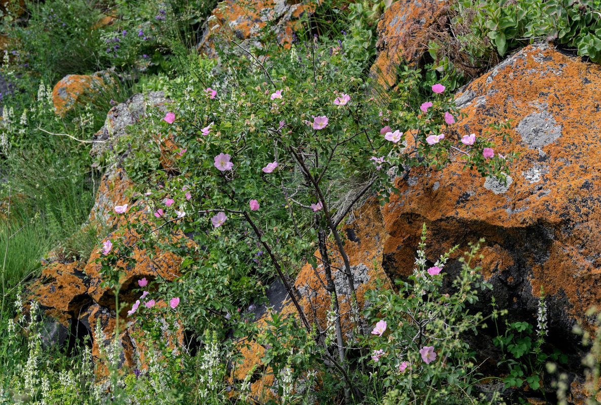 Image of Rosa oxyodon specimen.