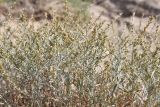 Artemisia juncea