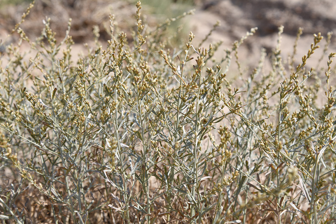 Изображение особи Artemisia juncea.