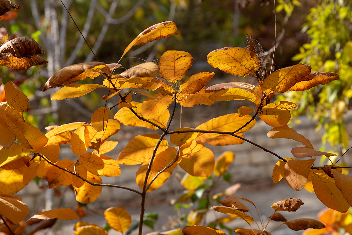 Изображение особи род Cotinus.