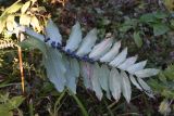 Polygonatum multiflorum. Плодоносящее растение (стебель сломан; видна абаксиальная поверхность листьев). Калужская обл., Спас-Деменский р-н, окр. дер. Князево, рядом с северо-западной окраине Большого Игнатовского болота, смешанный лес. 09.09.2022.