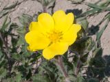 Potentilla taurica. Цветок. Краснодарский край, м/о город-курорт Анапа, окр. пос. Супсех, остепнённый участок вдоль тропы на вершине горы. 07.05.2016.