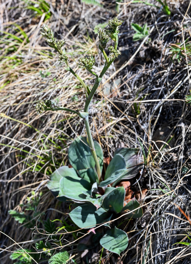 Image of Goniolimon speciosum specimen.