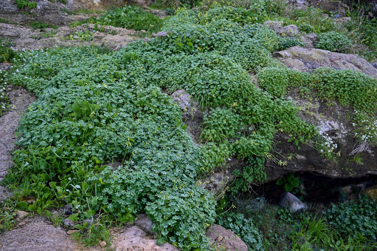 Image of Oxalis pes-caprae specimen.